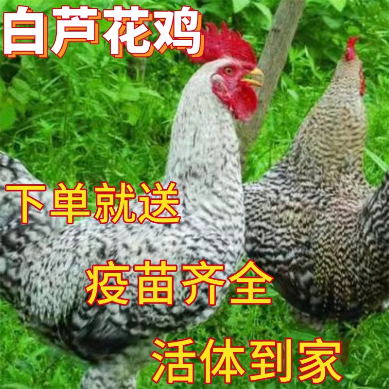 散养白芦花鸡宠物鸡半斤左右发货