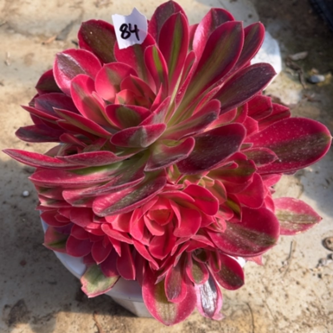 【闪购商品】84粉女巫法师多肉d