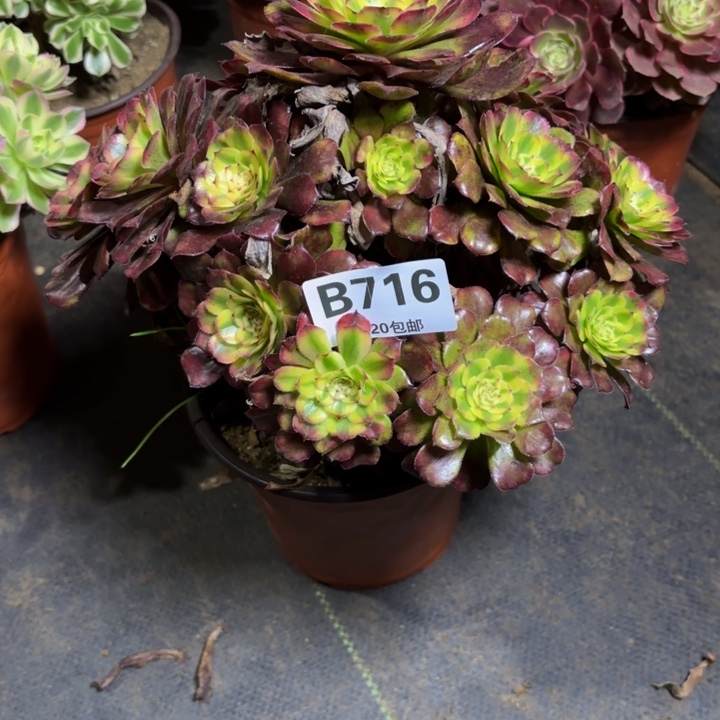 瑞妈，，。。。。716舞天姬，