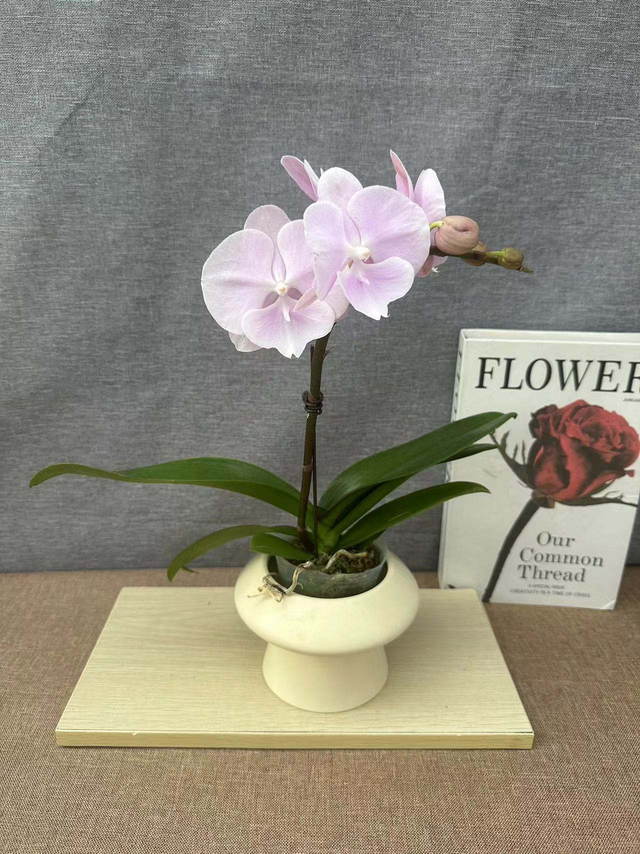 【紫霞仙子】蝴蝶兰 好养耐养花期长 苗情优质 基地直发