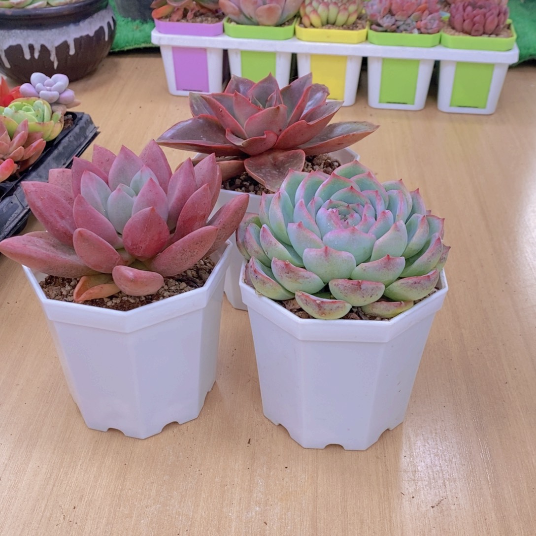 无花朵大河之舞桃花源侧影110