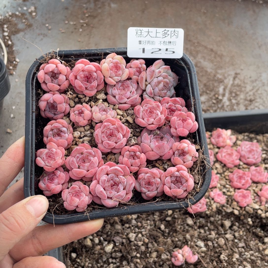 糕大上多肉植物125
