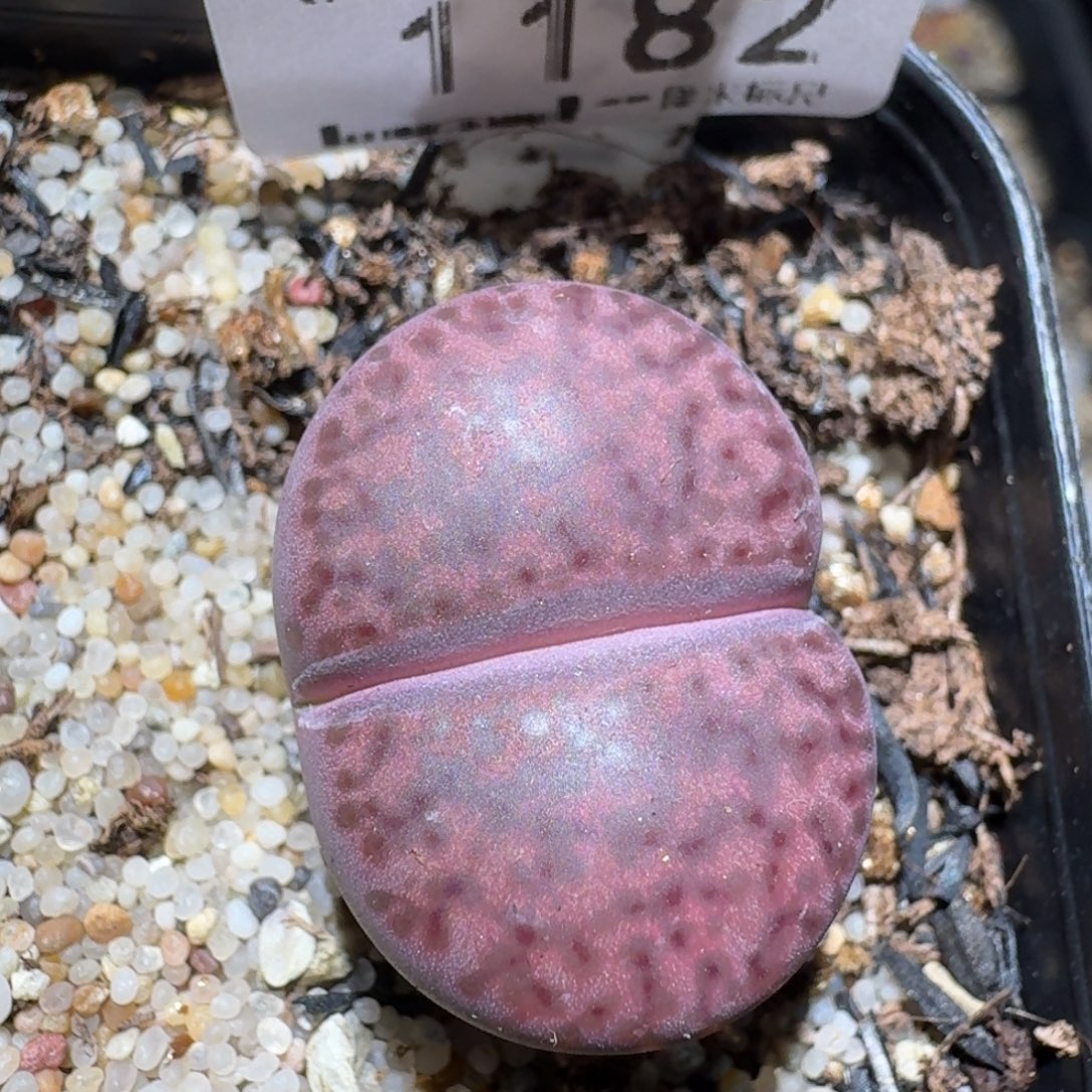 zzz美货便宜啦1182