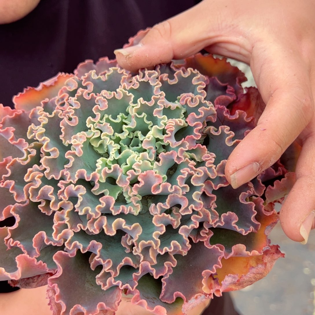 婚纱大单头160杯