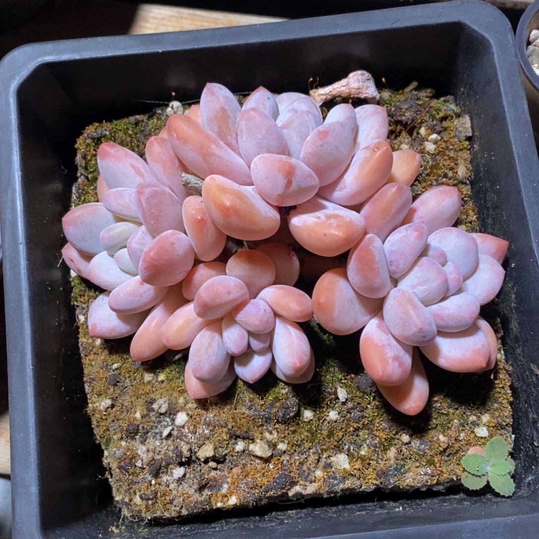 可问主播品种，下滑链接更多品种多肉植物选择