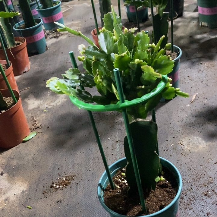 当前无花栽培后可以开花464白重