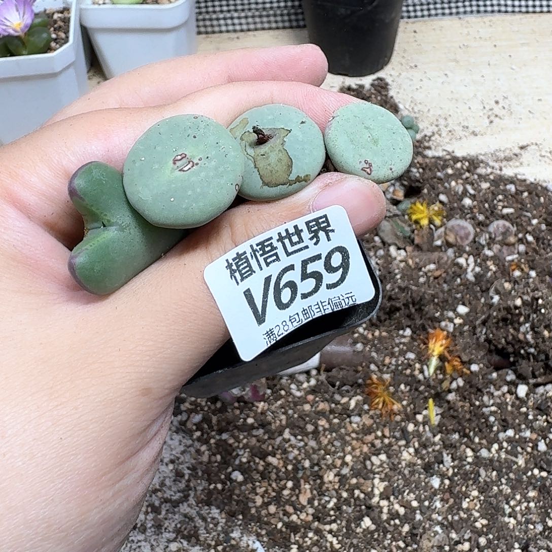 多肉植物的润泽egb