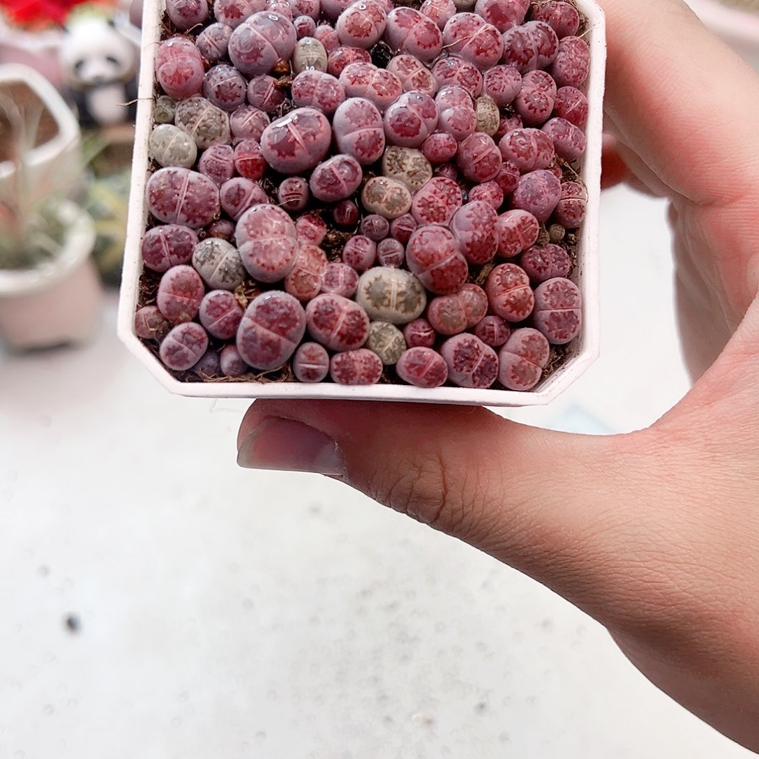 紫石榴生是花多肉