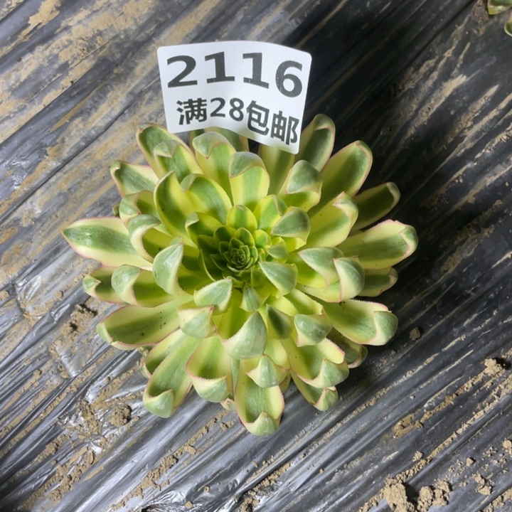 ?**?2116一号棚清莲多肉植物D