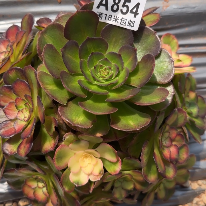 多肉法师海王七彩