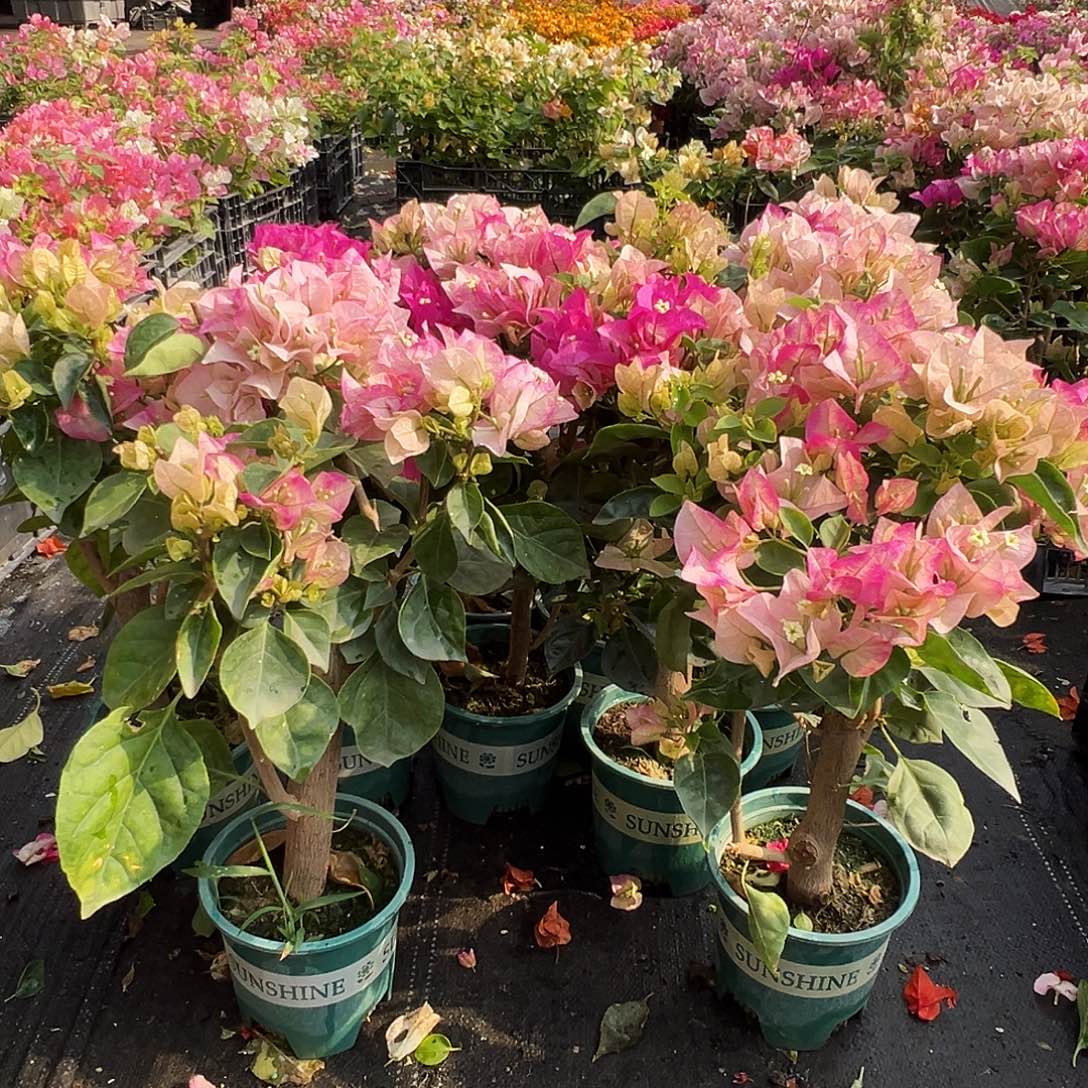 大部分花苞少量开放皇后掌中宝粗一颗