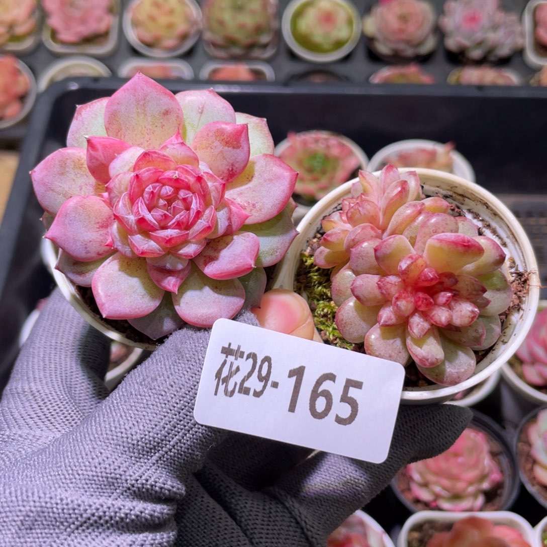 花利美29-165多肉2颗