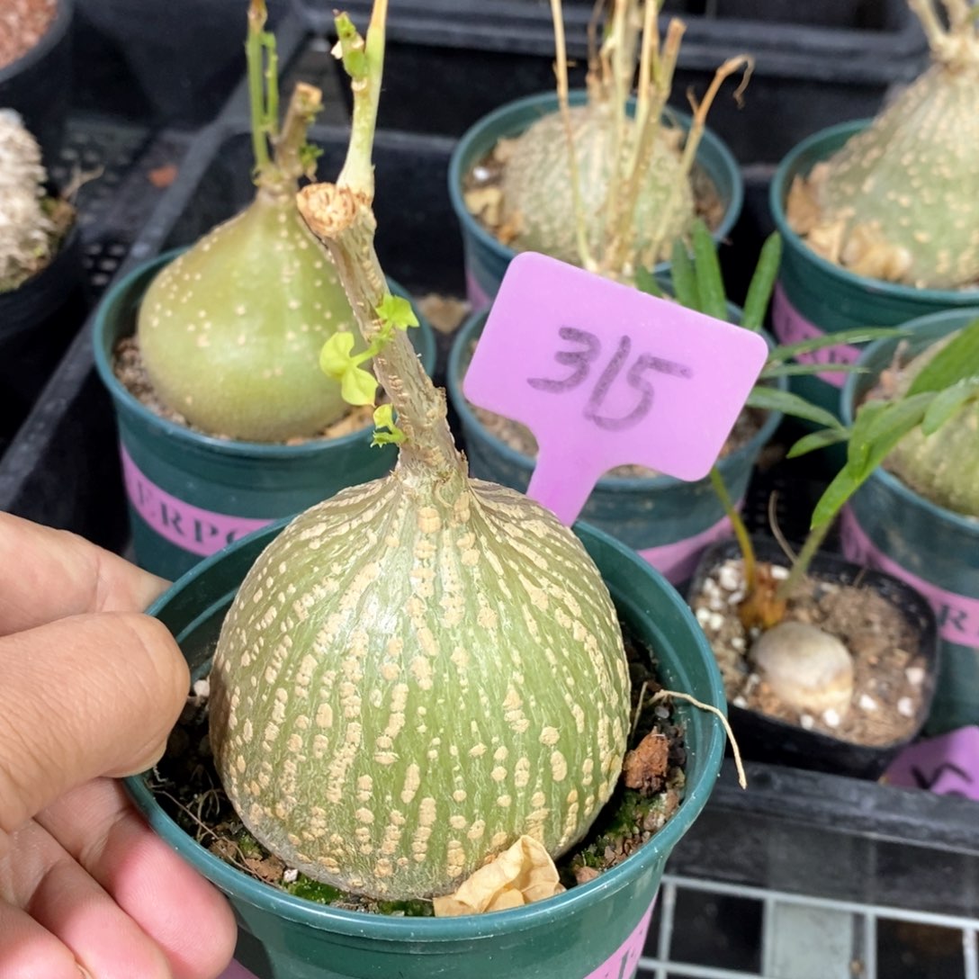 银叶睡布袋多肉植物