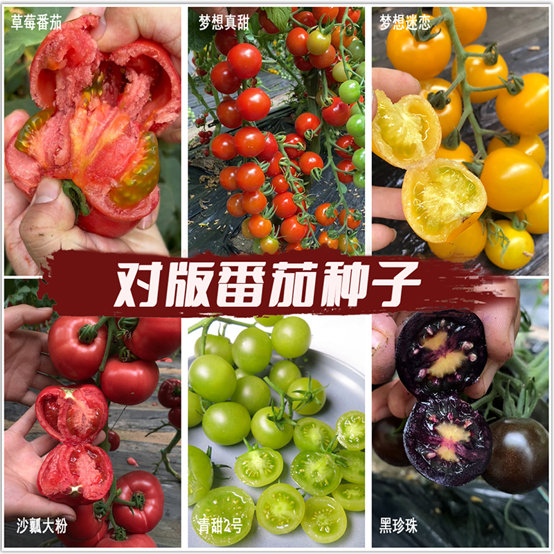 对版番茄青甜二号迷恋真甜传家宝番茄种子四季栽种盆栽地栽育苗盘