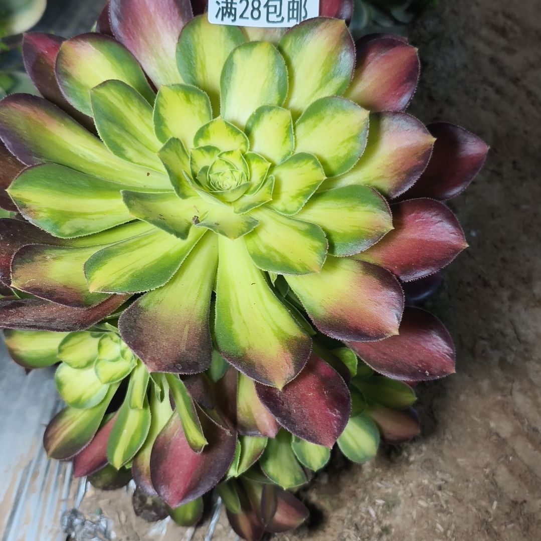 韶华多肉植物7-074