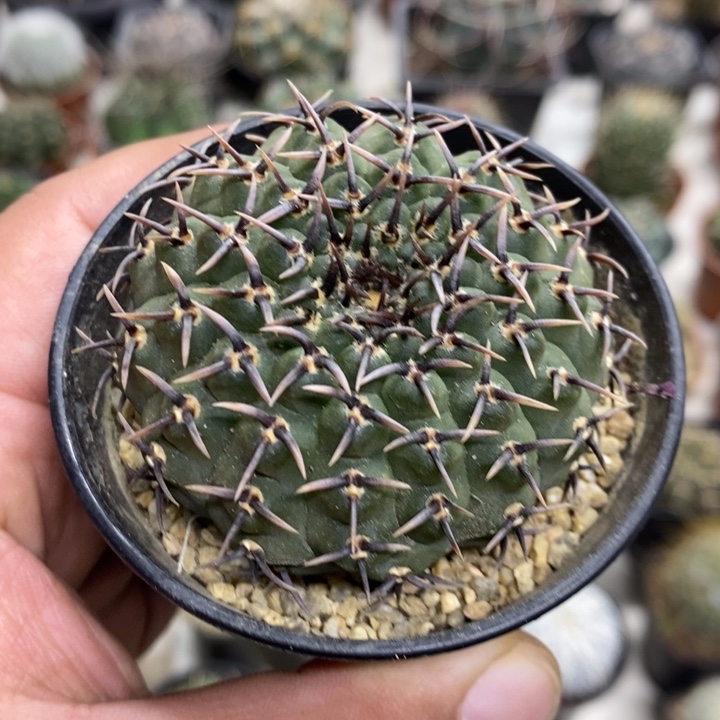 实生黑刺凤头特价