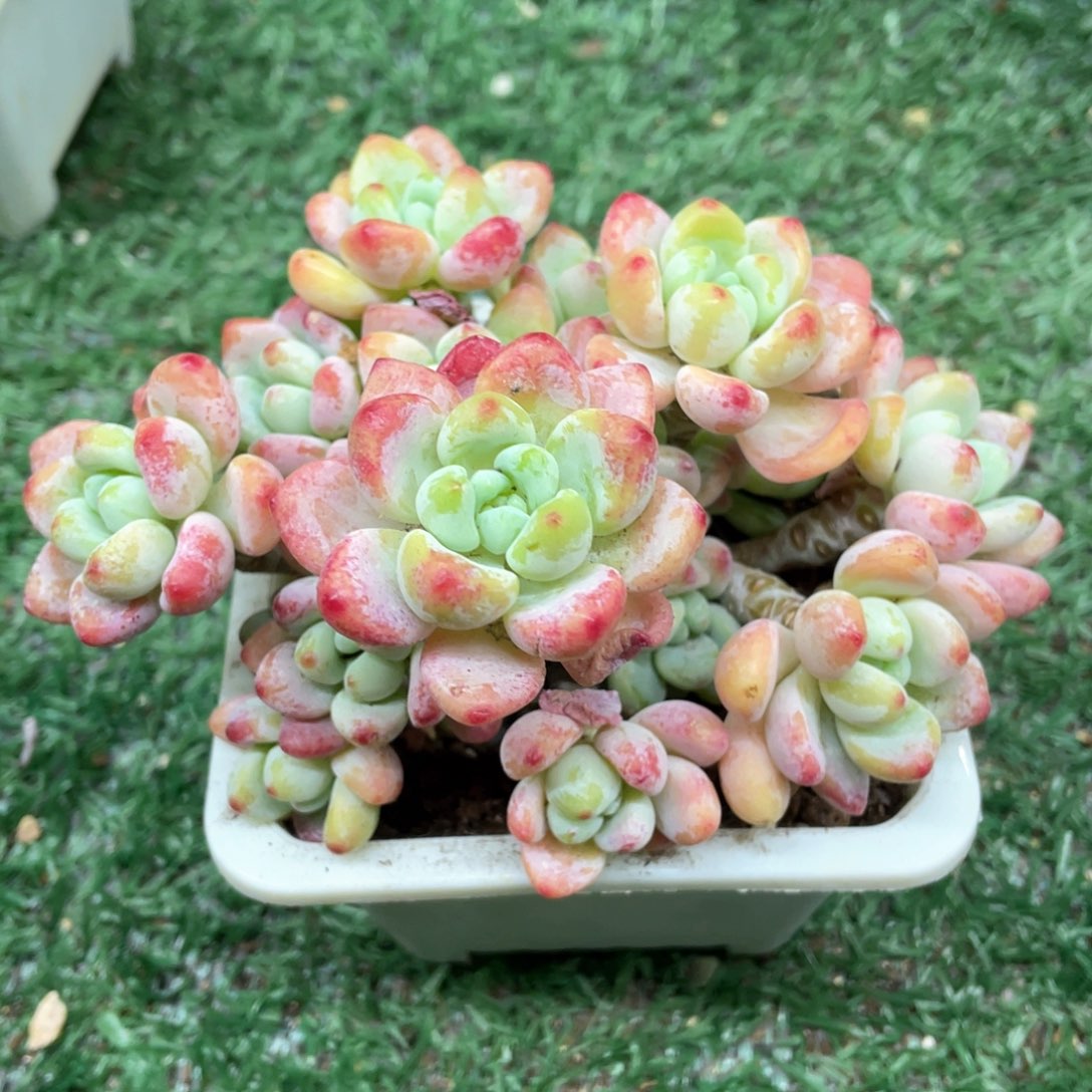 罗琦一物一拍28包邮非偏远