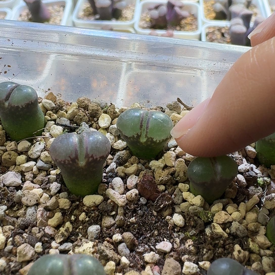 31号单头风铃一物一拍1