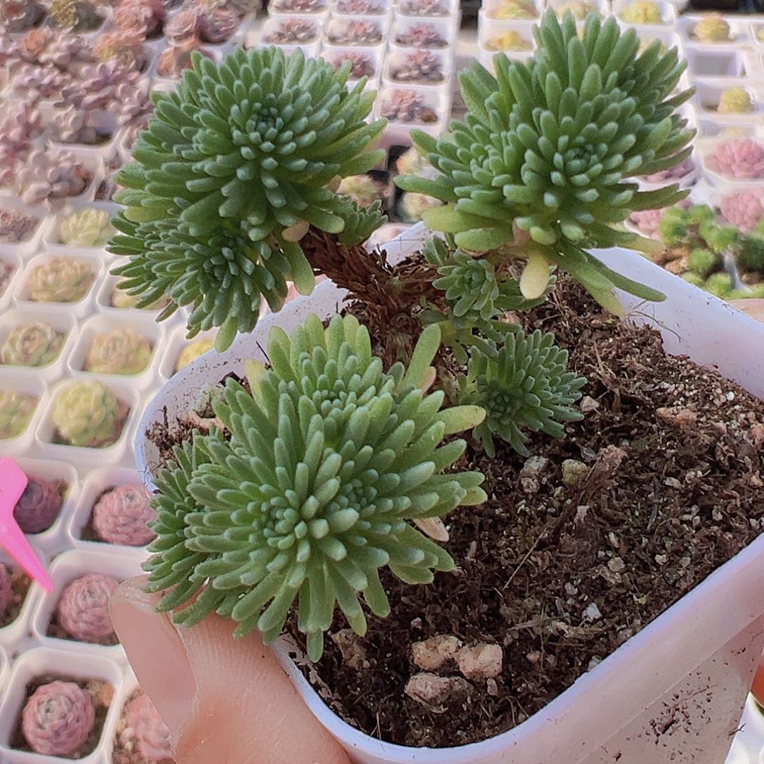 球松19包邮多肉植物