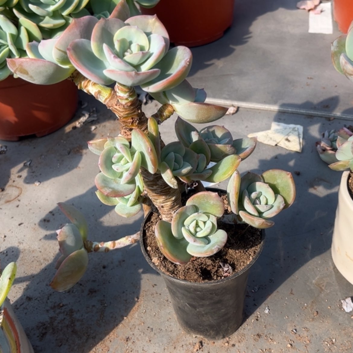【闪购商品】无花朵炫*