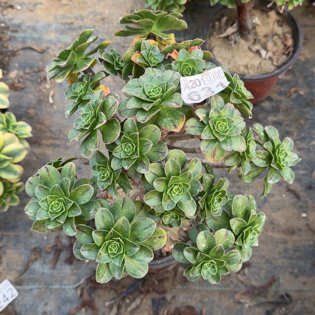 圣诞031满20包邮断枝不包