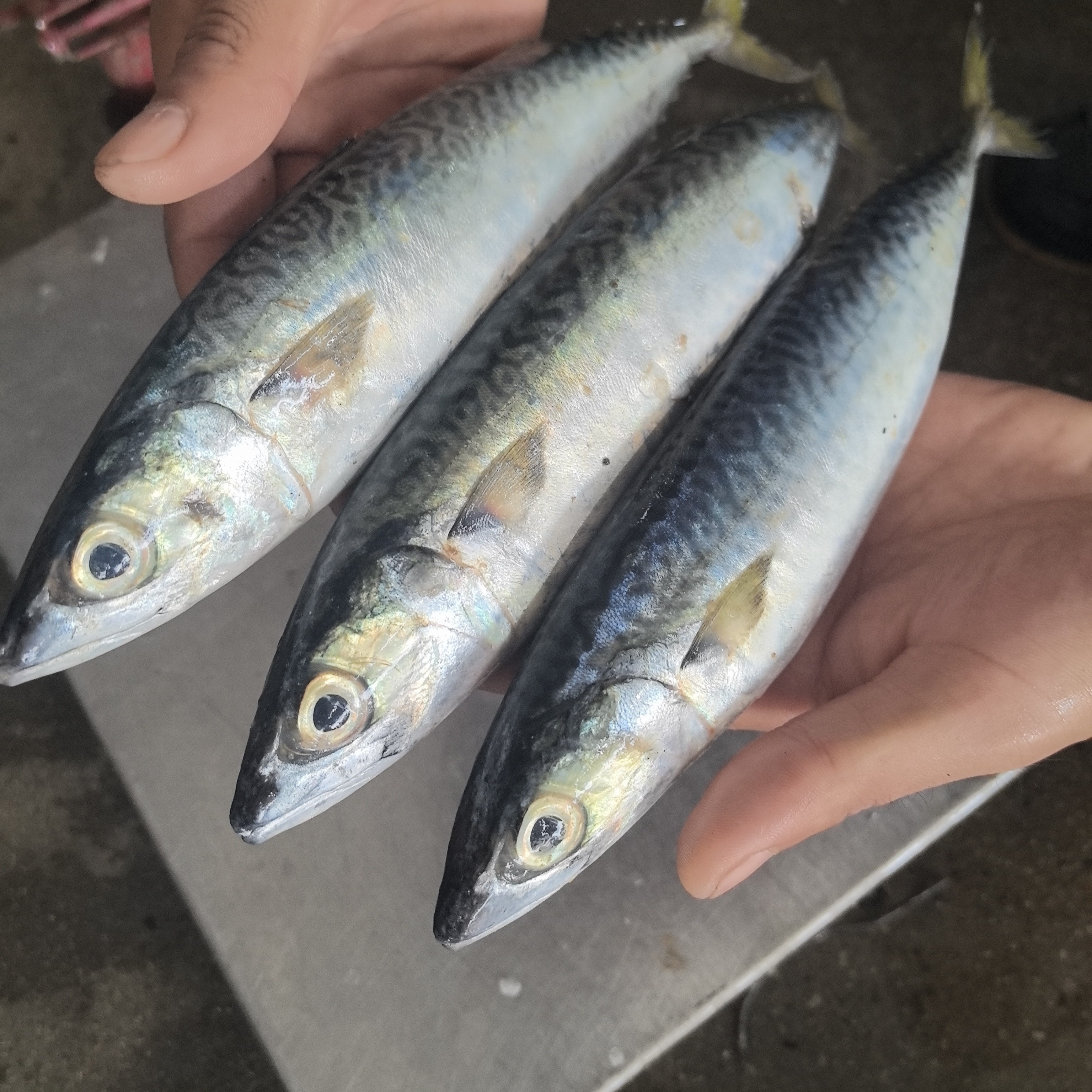 明图当潮海捕新鲜鲐鲅鱼青占鱼花仙鱼顺丰包邮