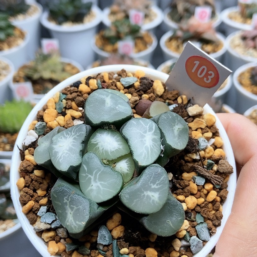 【闪购商品】103欧大宝