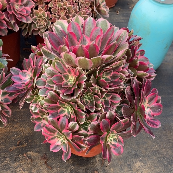 妖月多肉植物12。  