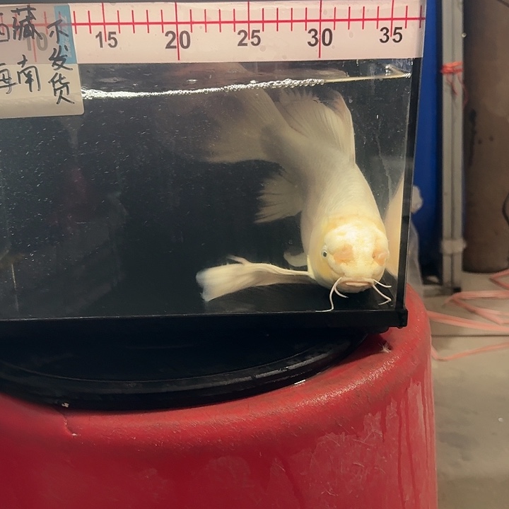 Q***$蝴蝶鲤鱼蝴蝶鲤188