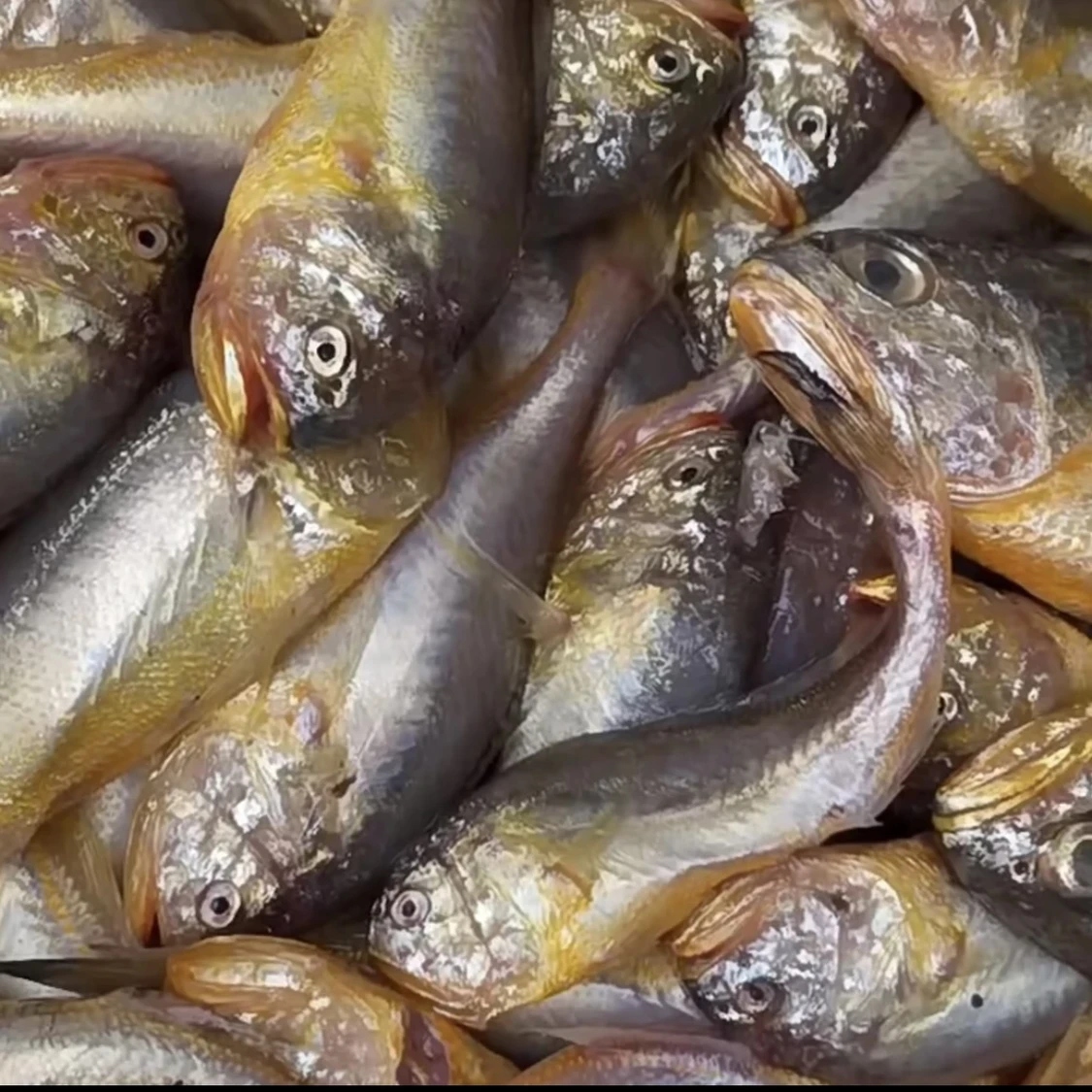 【大连野生大头宝】3-4斤顺丰包邮速冻发货大小混装梅童鱼