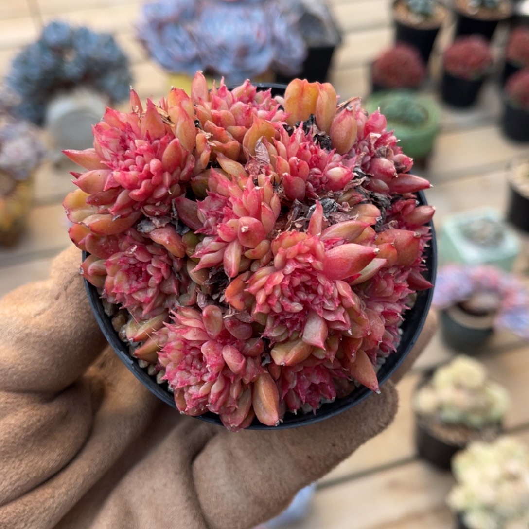 特斯拉母本满68包邮