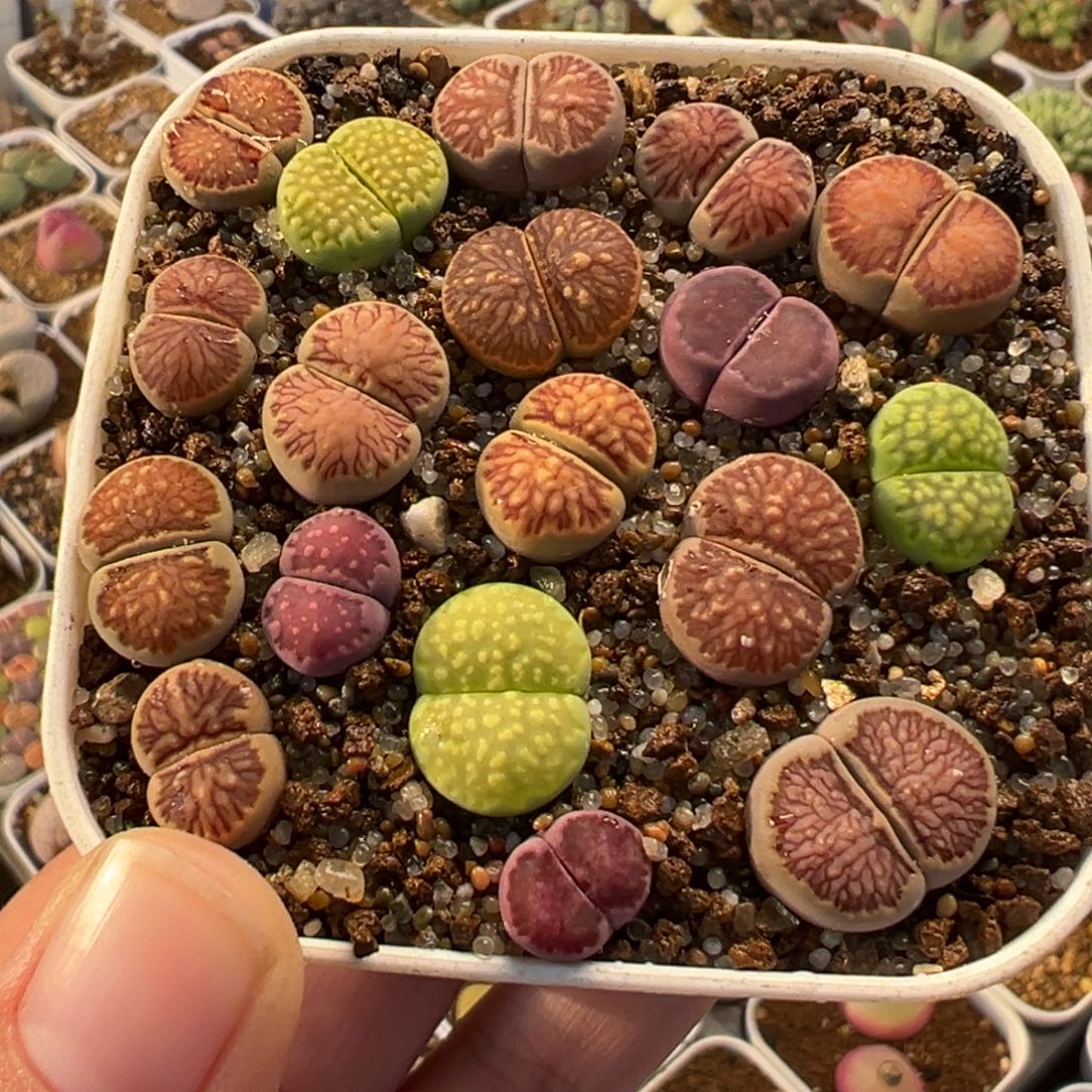 025多肉植物种类多样