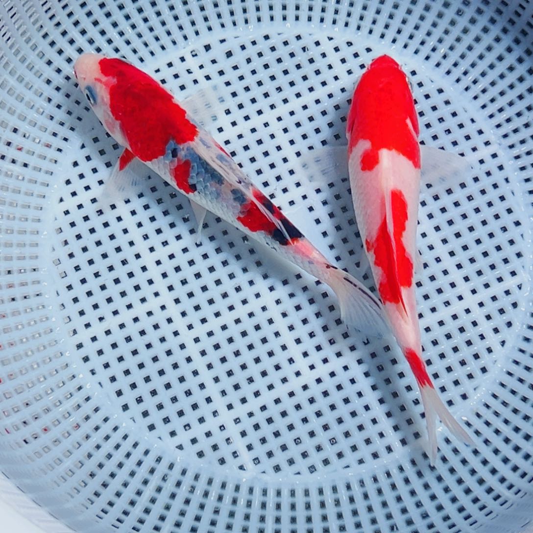 锦鲤锦鲤观赏鱼1111