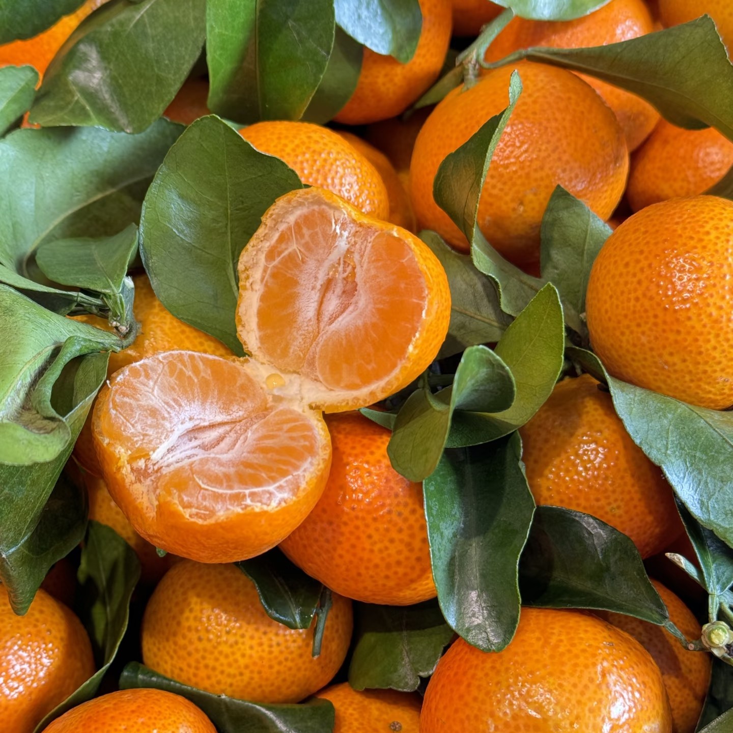 砂糖橘1500g【1小时送货到家】广西壮族自治区