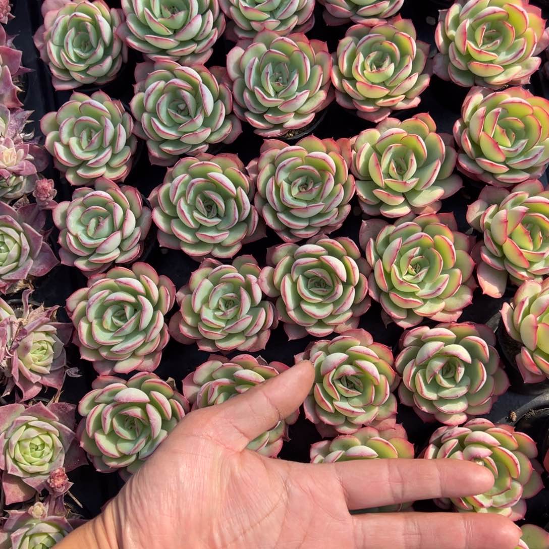 牡丹亭一颗量拍多肉满9.9元包邮