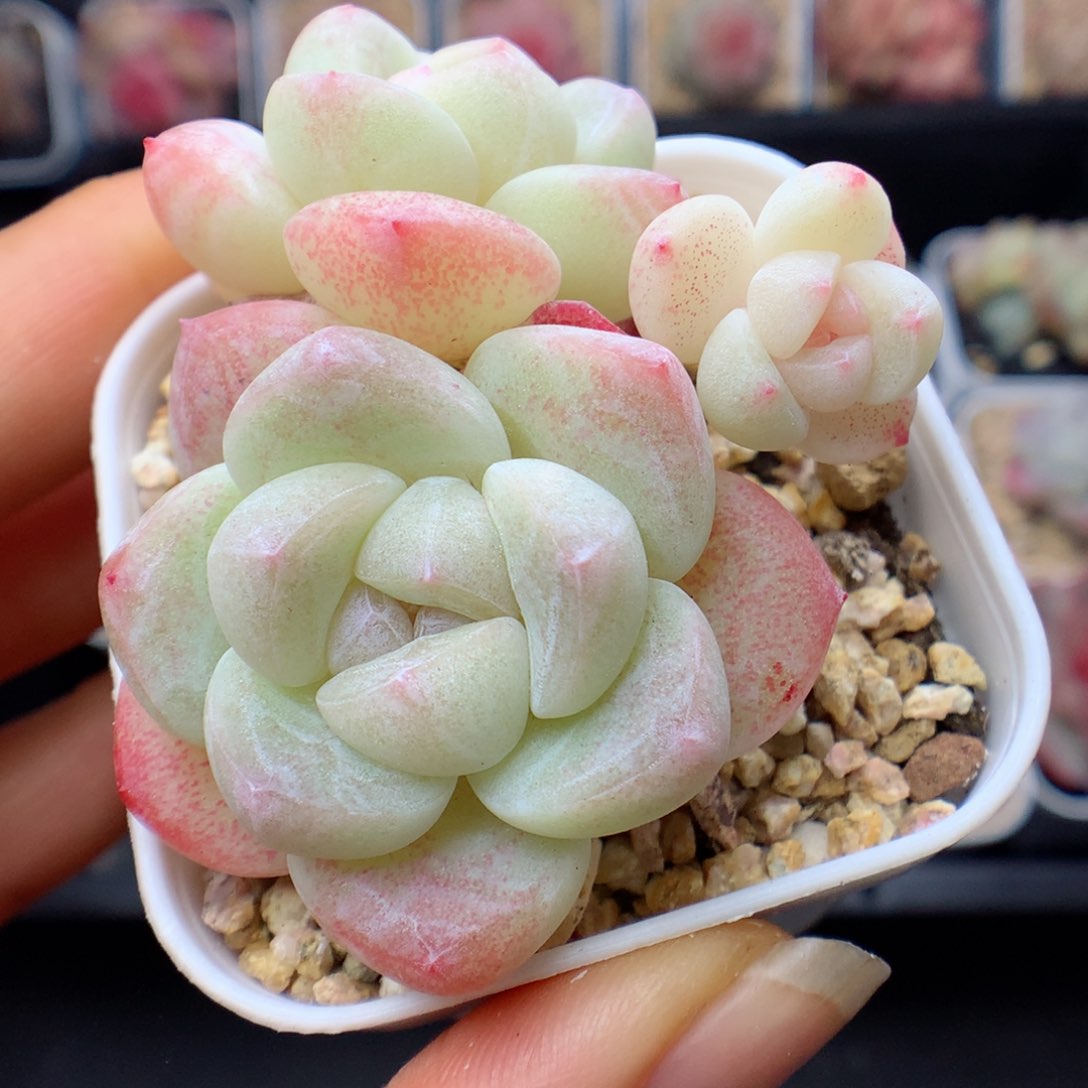 多肉植物。 冰玉41