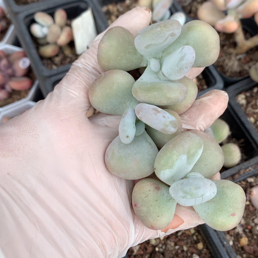  3颗一起的价格。