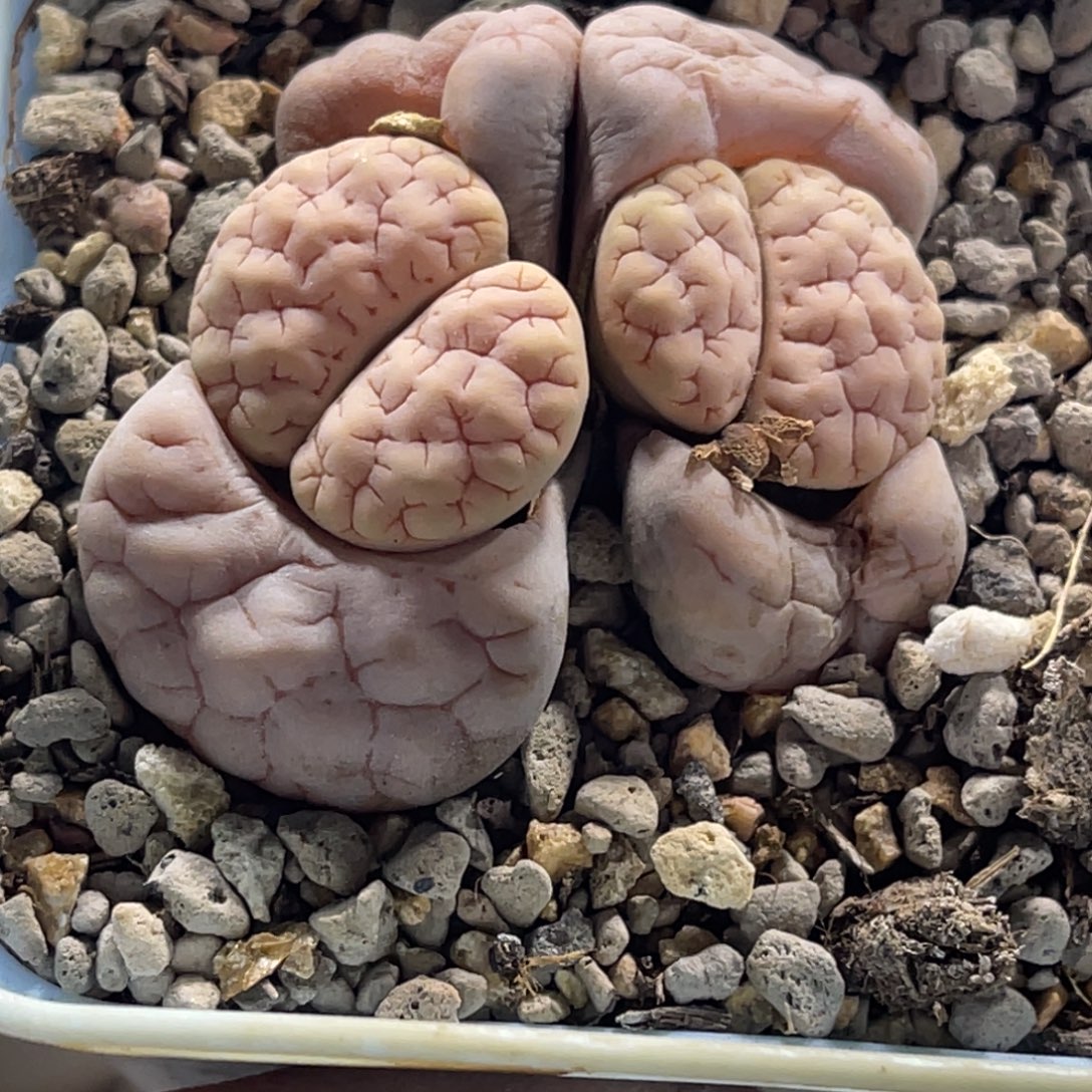 1539双头粉体189母本