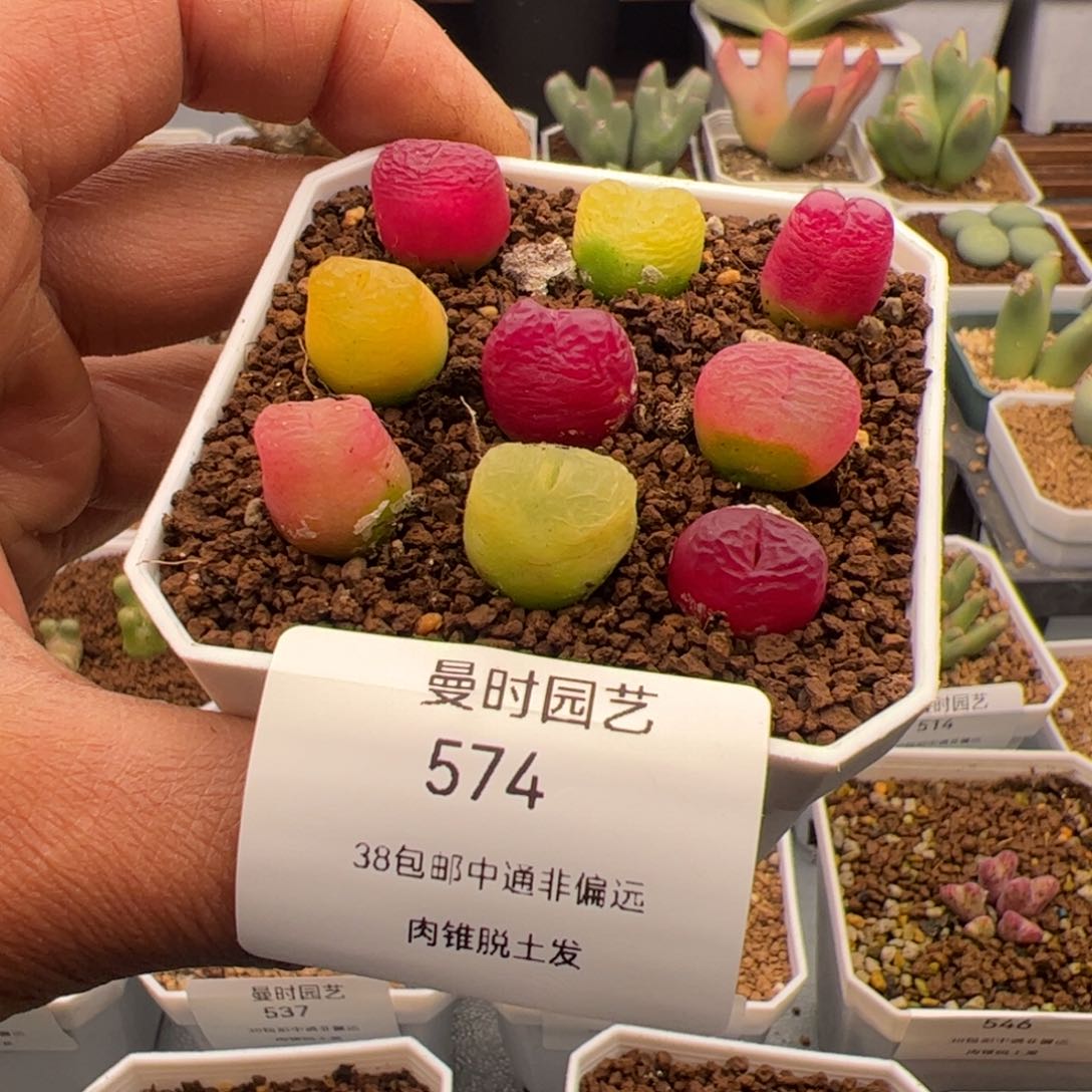 3.8毛福利多肉植物574