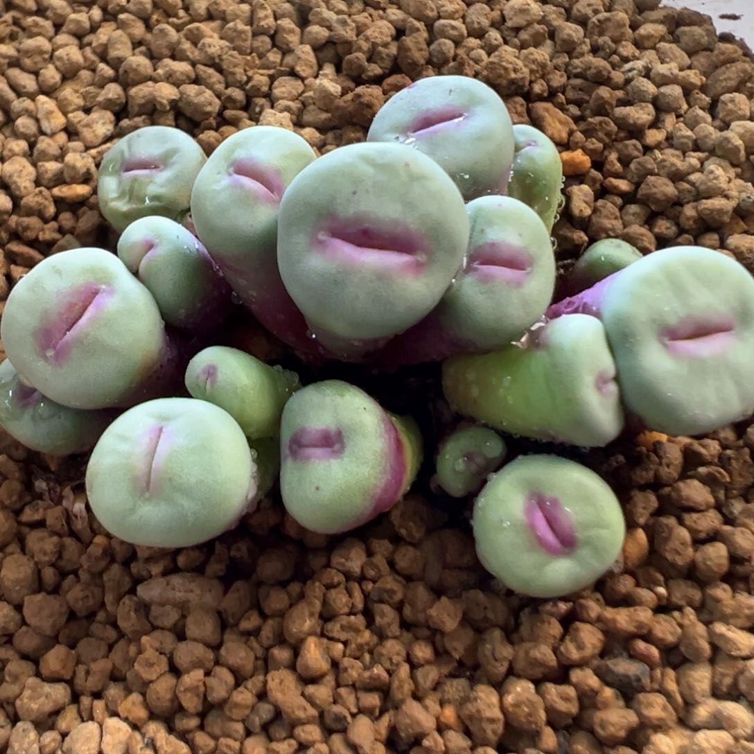 小型种 小型种 大嘴 肉锥植物