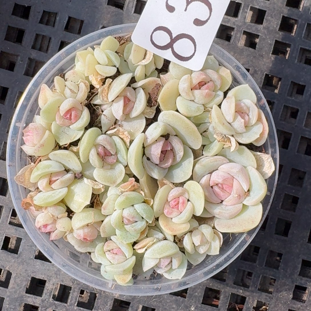 多肉植物多肉植物837