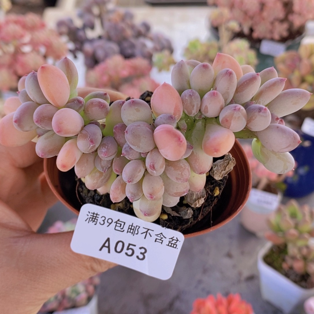 苹果奶缀7cm053多肉植物