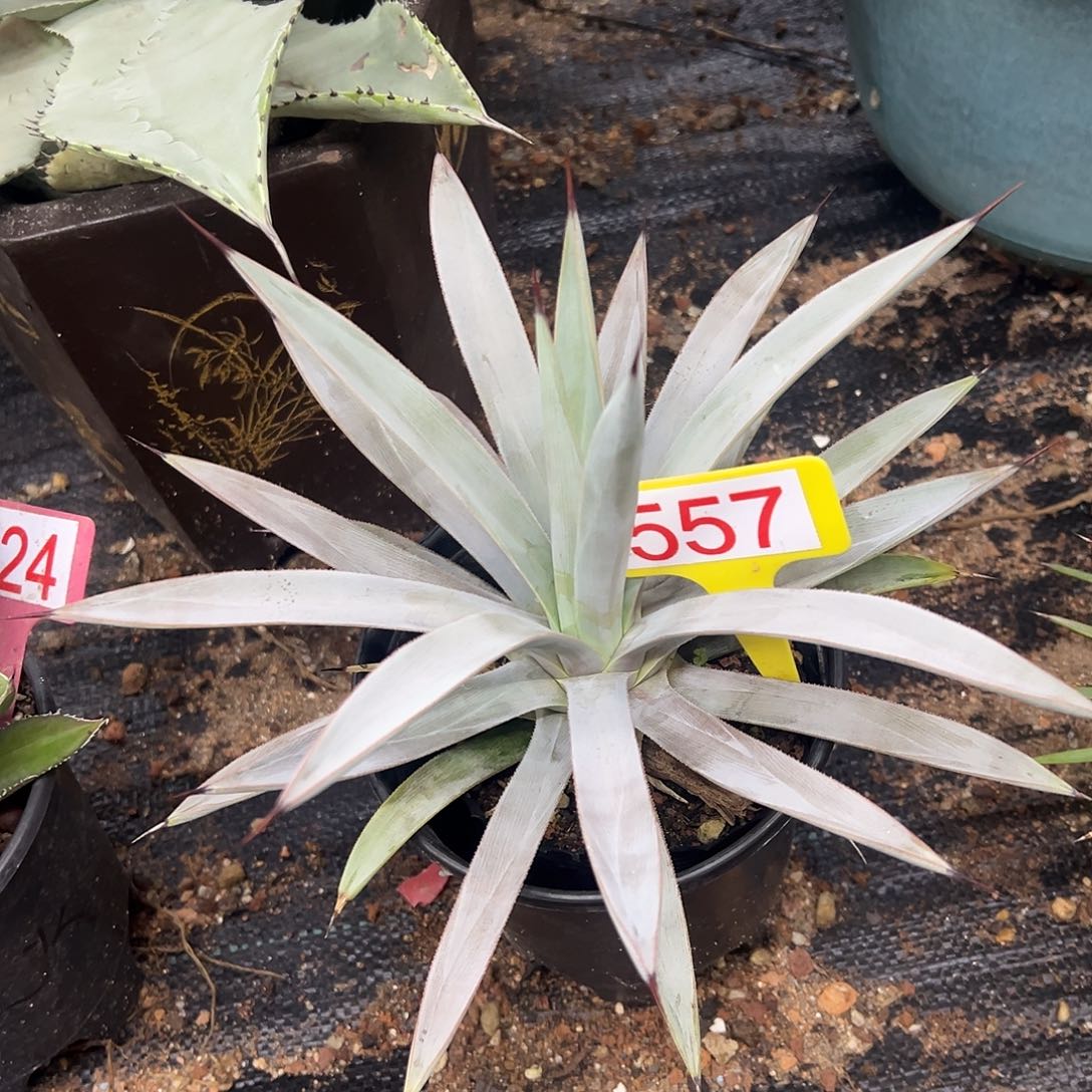 冥王龙舌兰系列龙舌兰