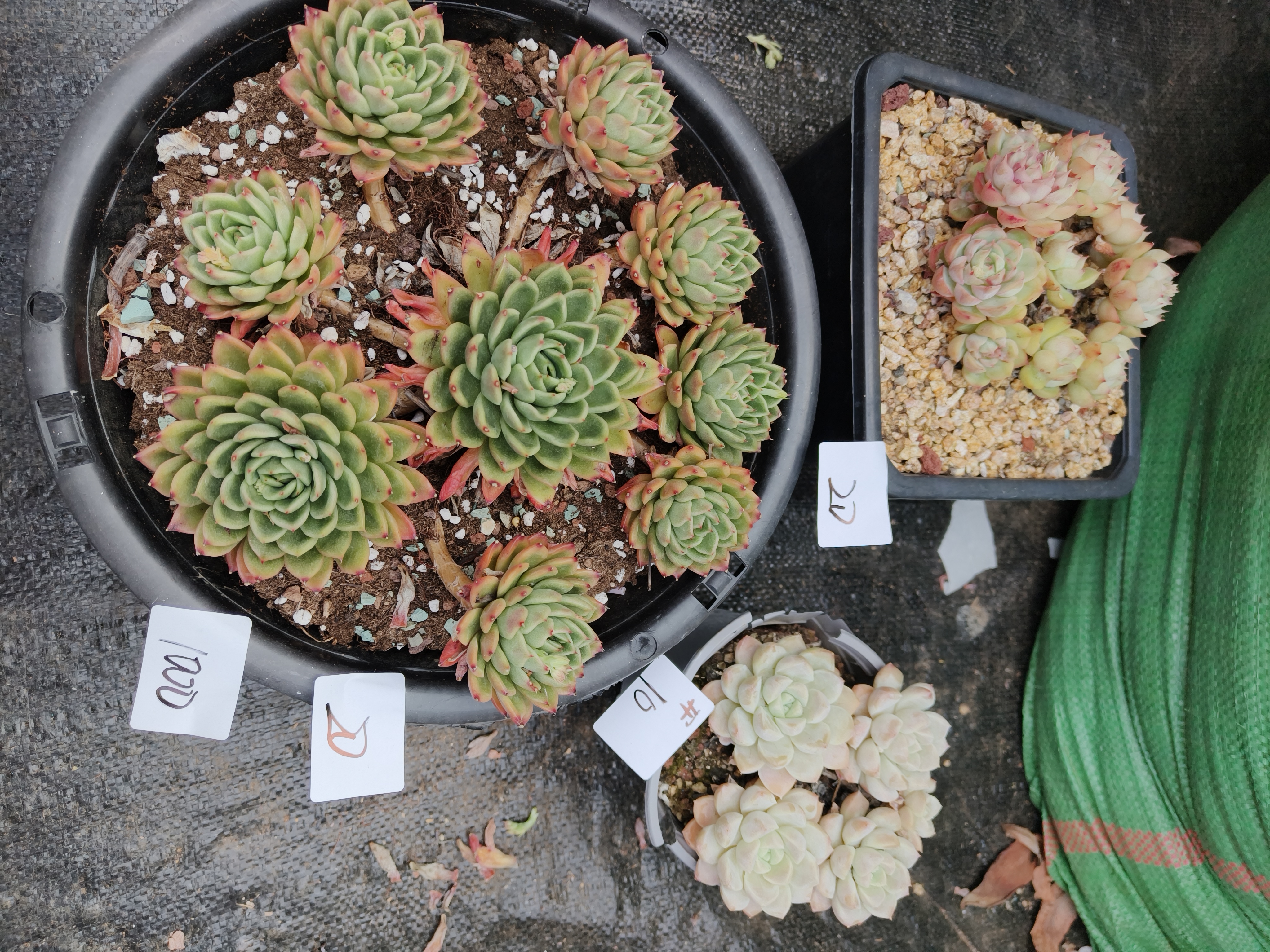 1000花掌柜精品杂交多肉3盆不售后