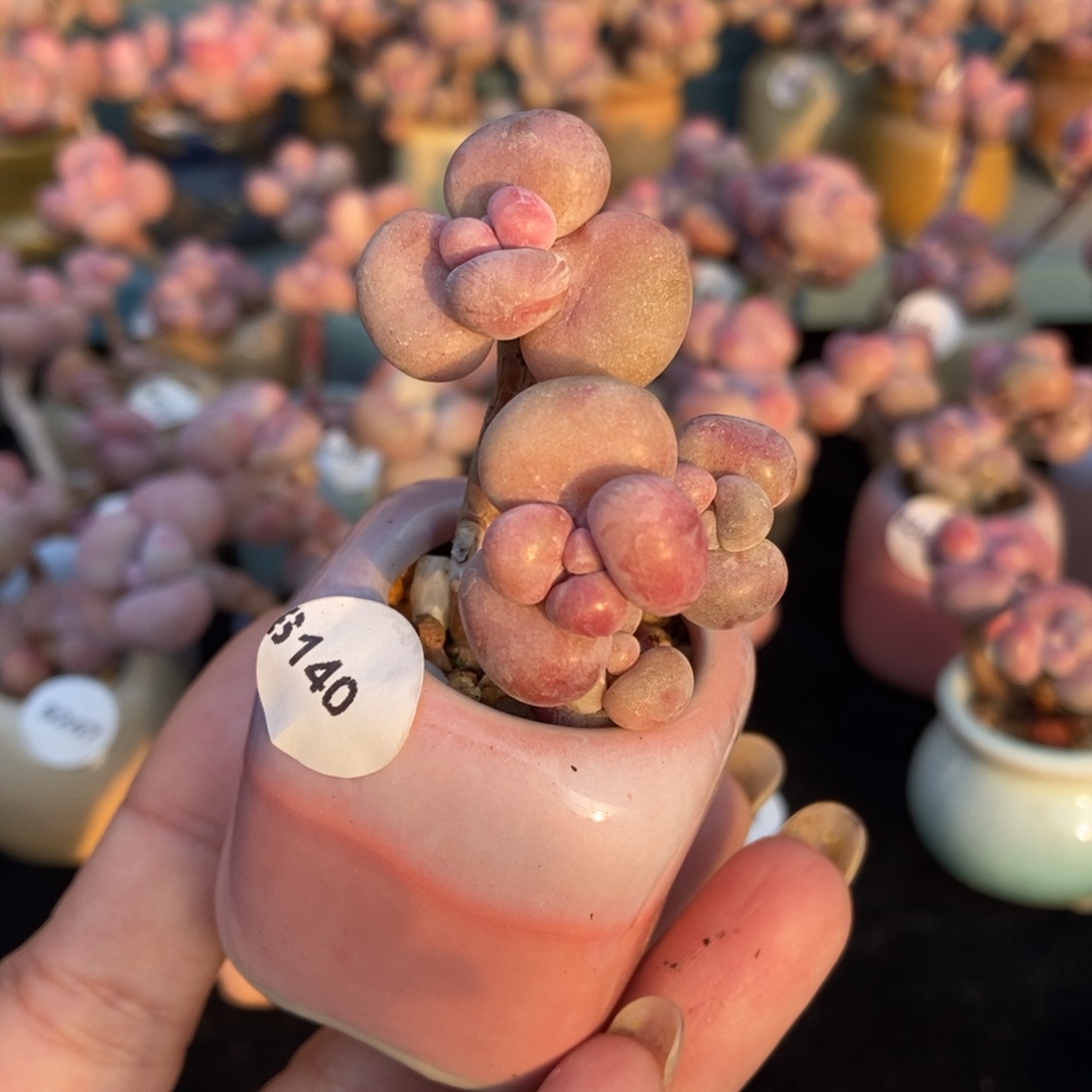 6140糖果腰子蛋带盆土