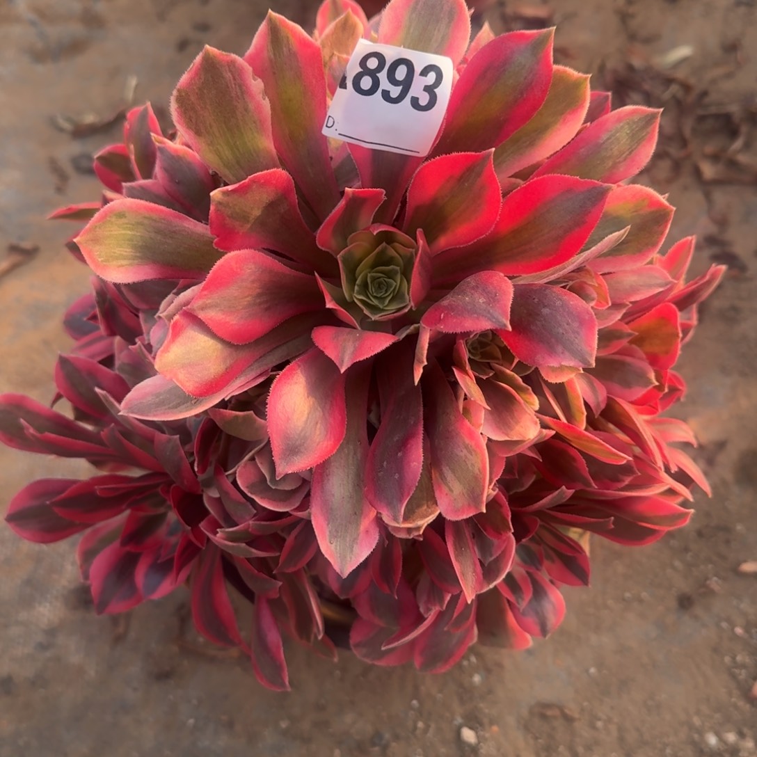 粉女妖一物一拍893