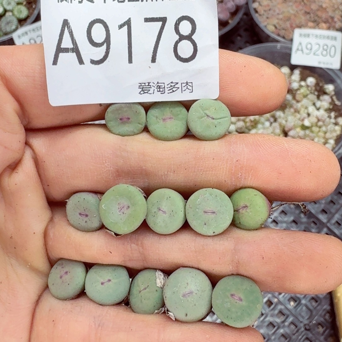 9178––零下地区需拍保温箱