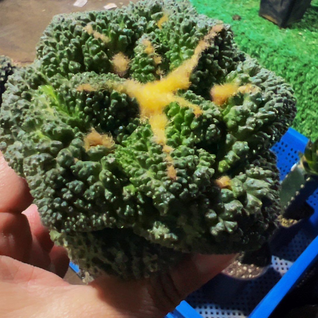 无花朵福利龟甲牡丹689