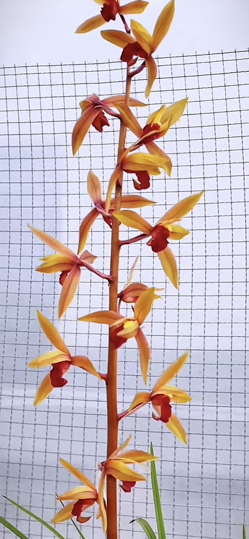 直播间蕙兰兰花苗