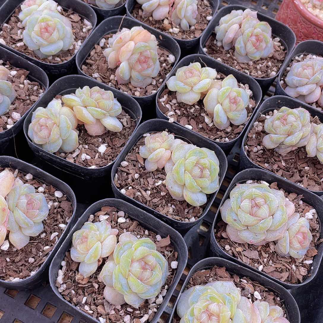 量拍65号 糖心白兰地双头一个